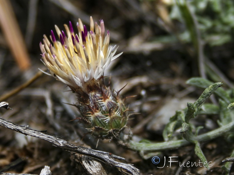 Centaurea boissierii funkii.19