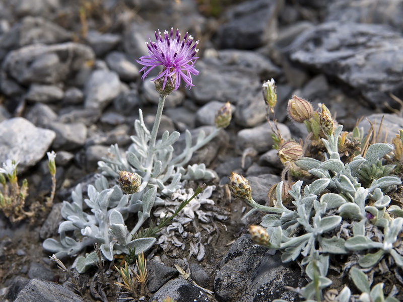 Centaurea bombycina bombycina.04