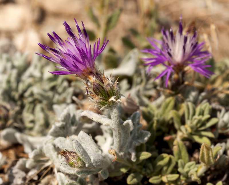 Centaurea bombycina bombycina.10
