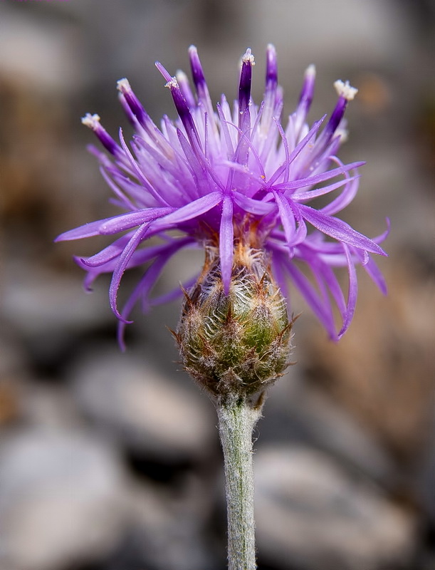 Centaurea bombycina bombycina.14
