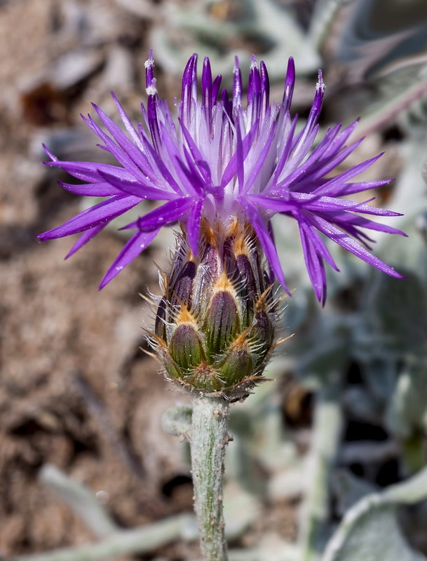 Centaurea bombycina bombycina.15