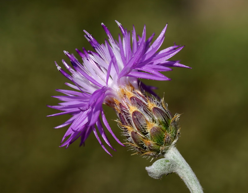 Centaurea bombycina bombycina.19