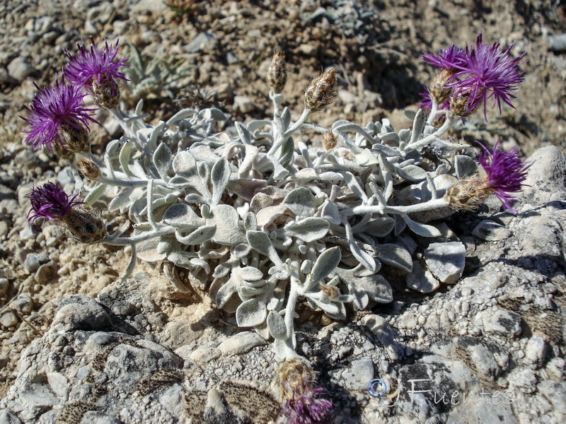 Centaurea bombycina bombycina.21