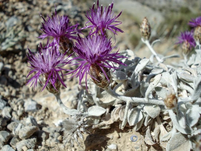 Centaurea bombycina bombycina.22