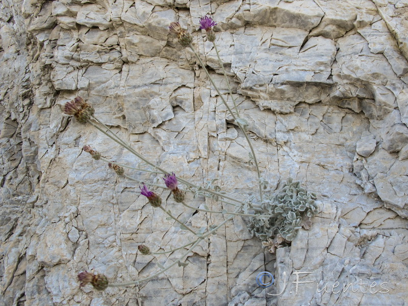 Centaurea bombycina bombycina.24