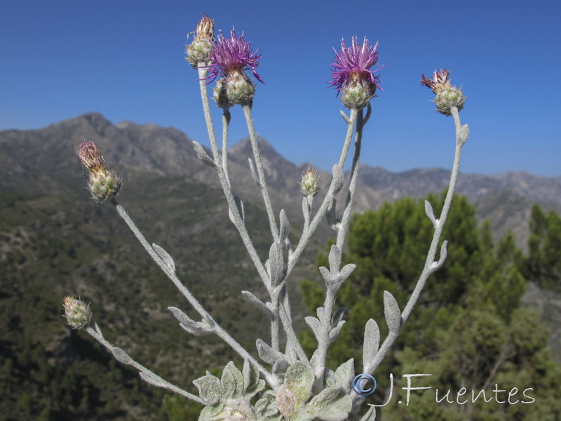 Centaurea bombycina bombycina.26