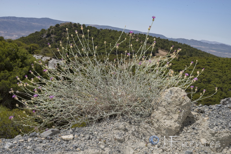 Centaurea bombycina xeranthemoides.21