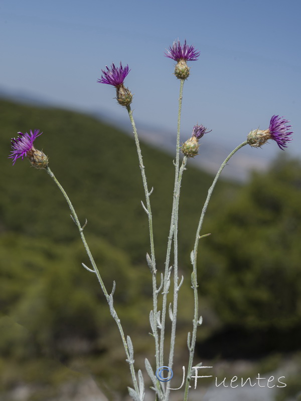 Centaurea bombycina xeranthemoides.23