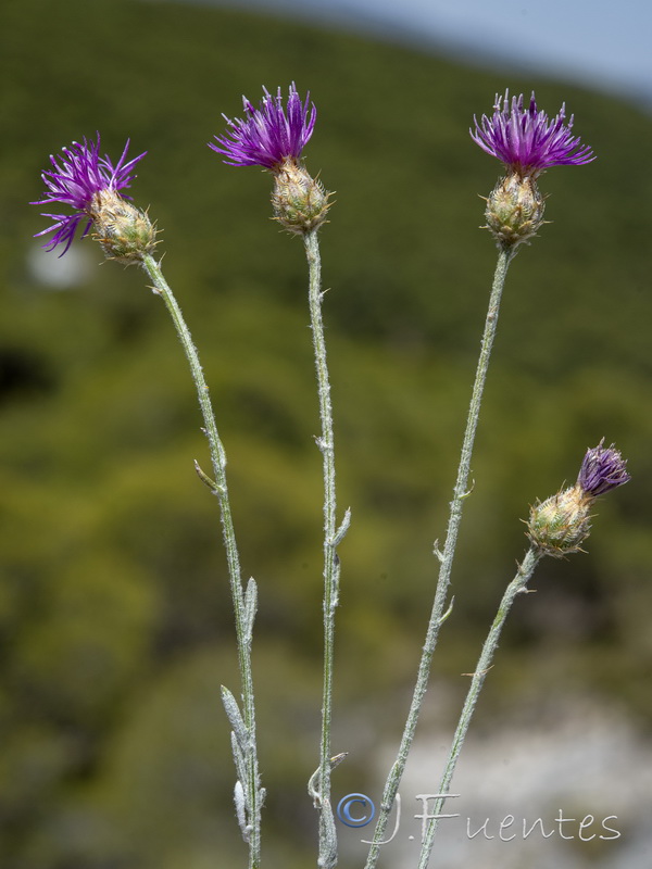 Centaurea bombycina xeranthemoides.25