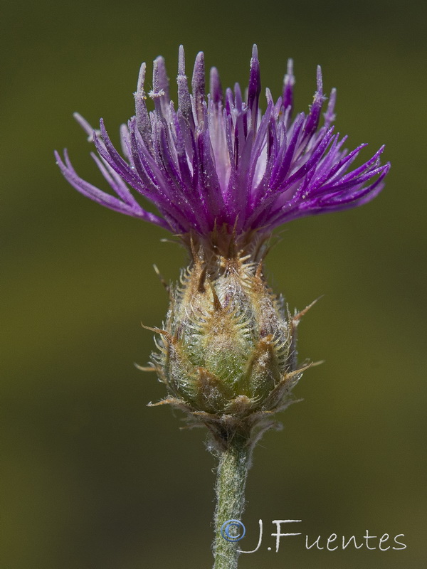 Centaurea bombycina xeranthemoides.26