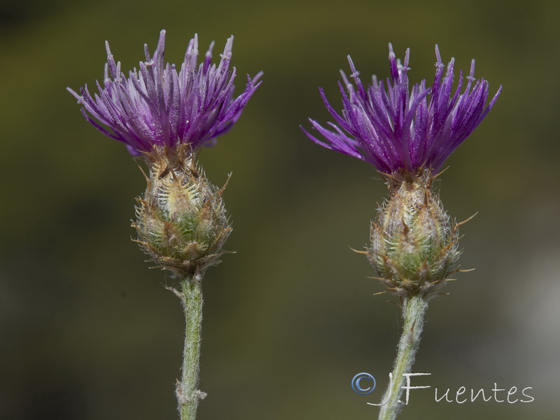 Centaurea bombycina xeranthemoides.18