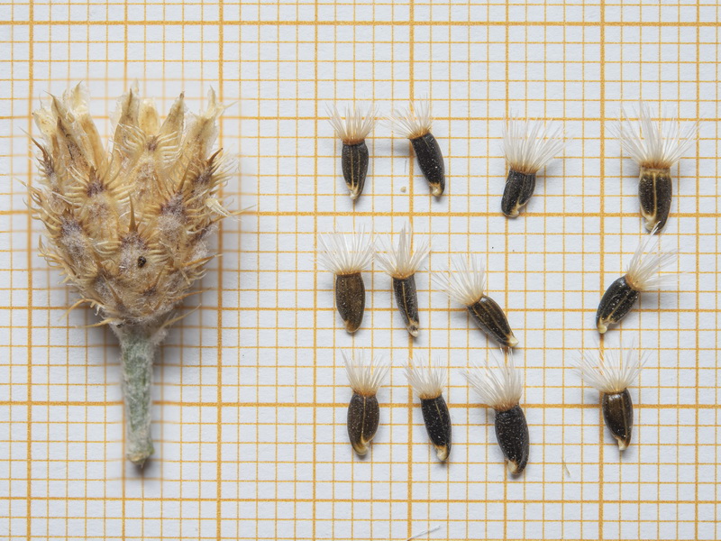 Centaurea bombycina xeranthemoides.28