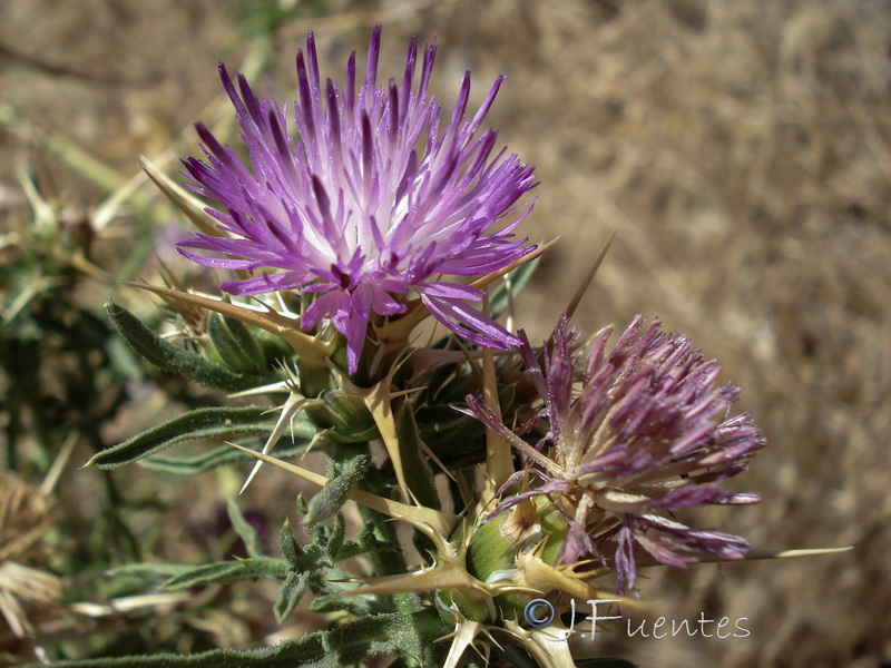 Centaurea calcitrapa.07