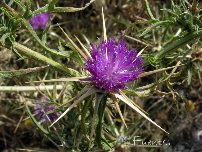 Centaurea calcitrapa.10