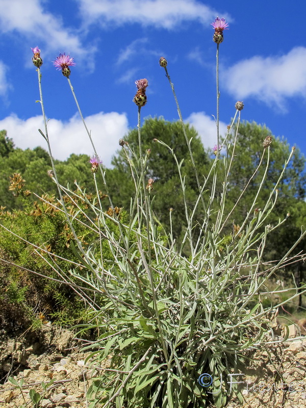 Centaurea carratracensis.02