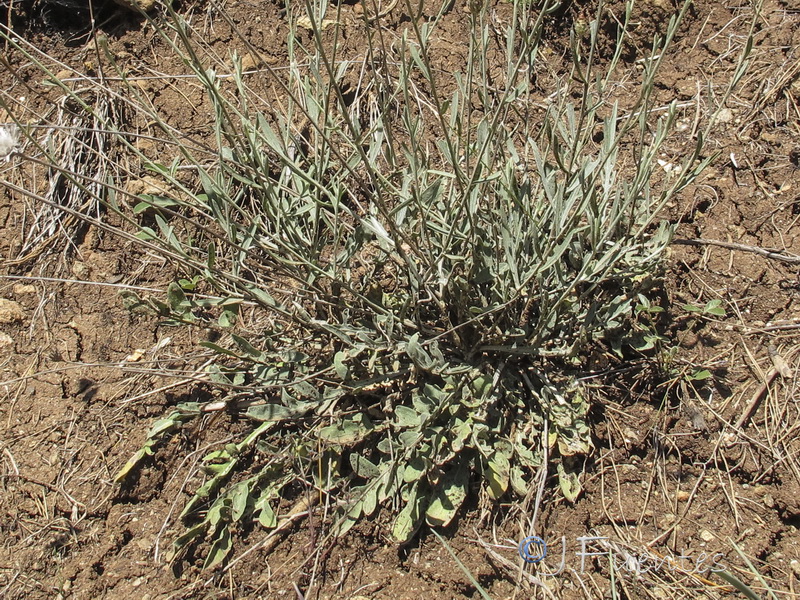 Centaurea carratracensis.03