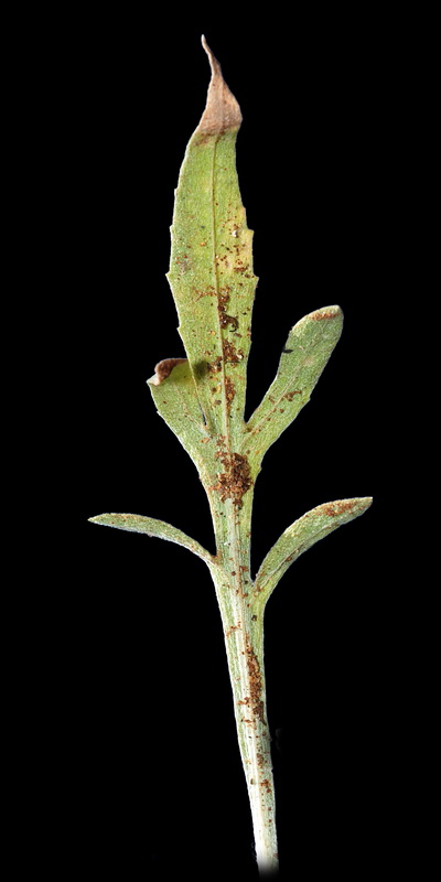 Centaurea carratracensis.07