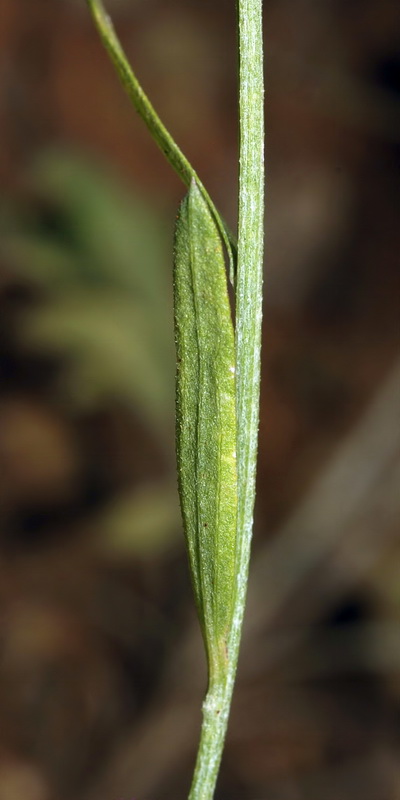 Centaurea carratracensis.09