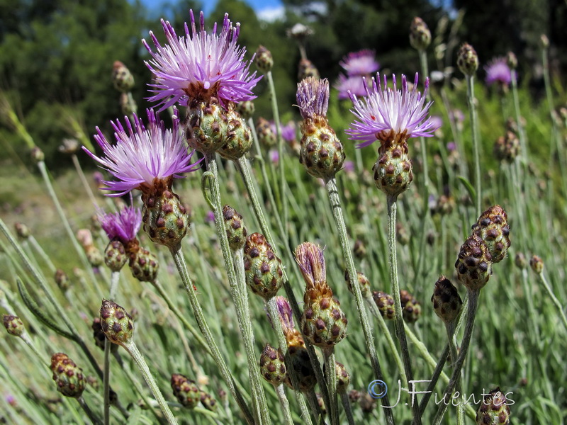 Centaurea carratracensis.11