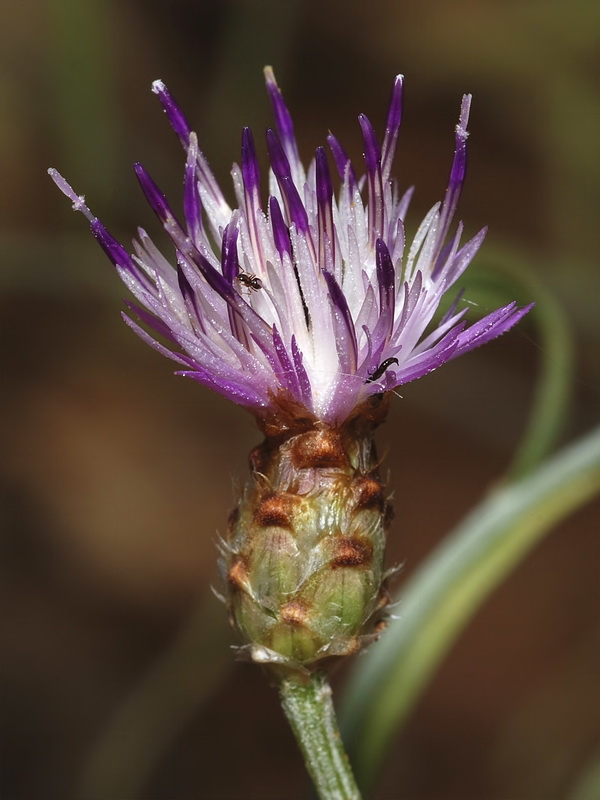 Centaurea carratracensis.13