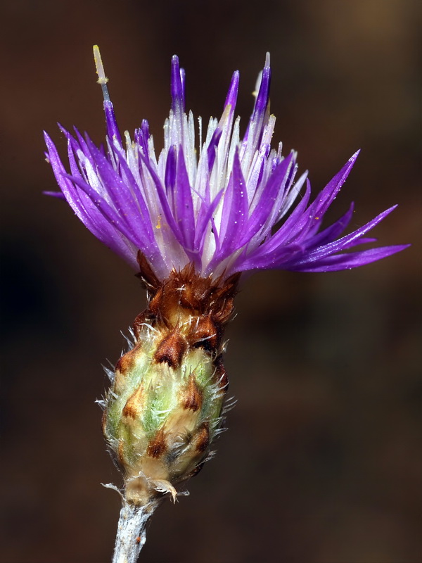 Centaurea carratracensis.16