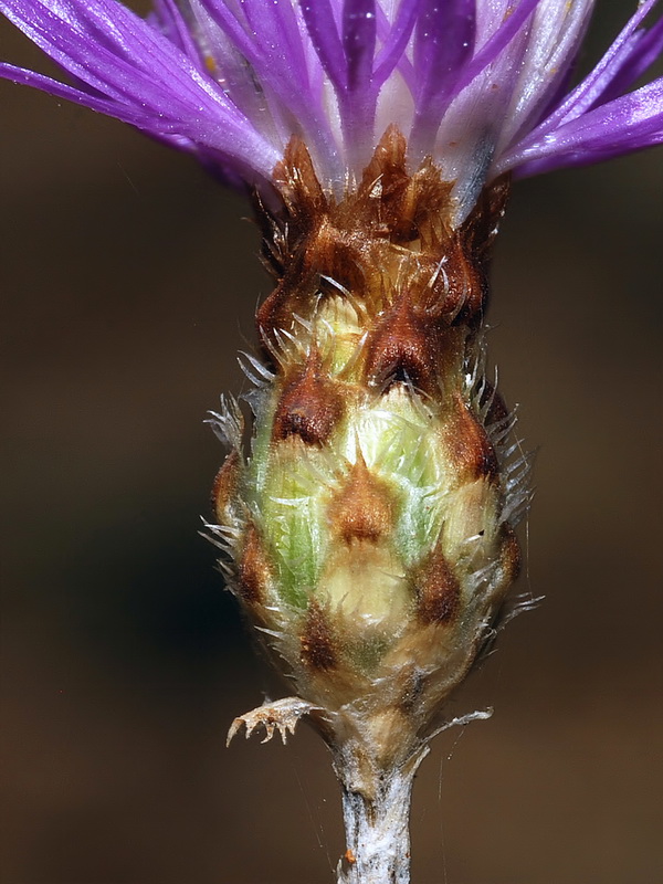 Centaurea carratracensis.17