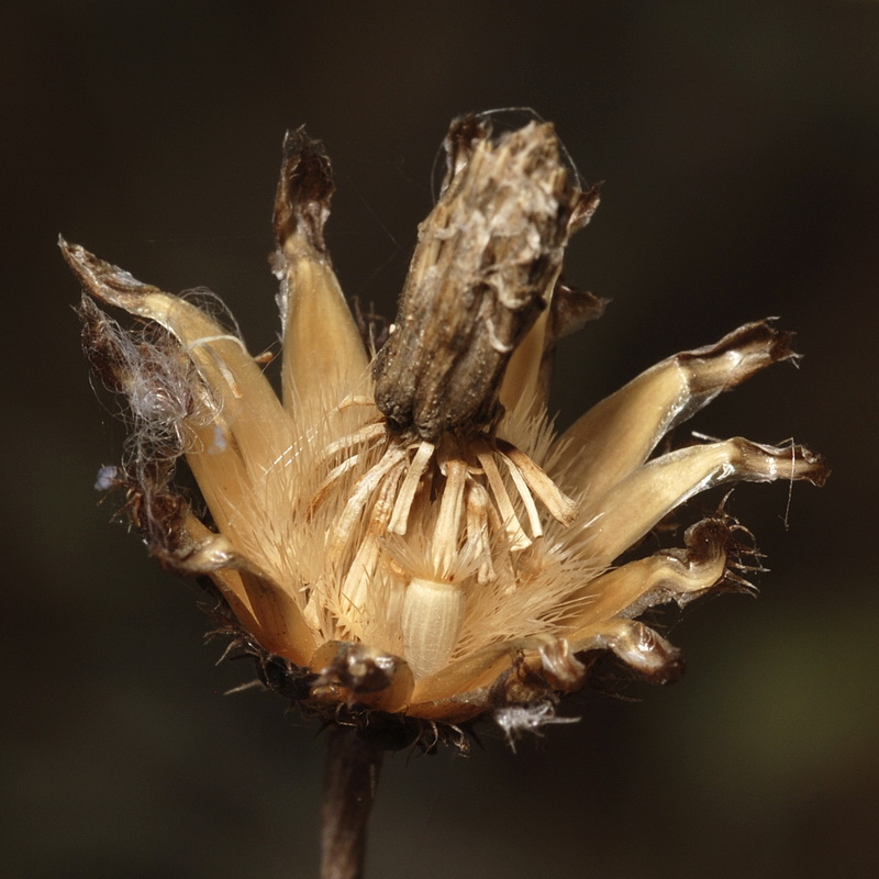 Centaurea carratracensis.19