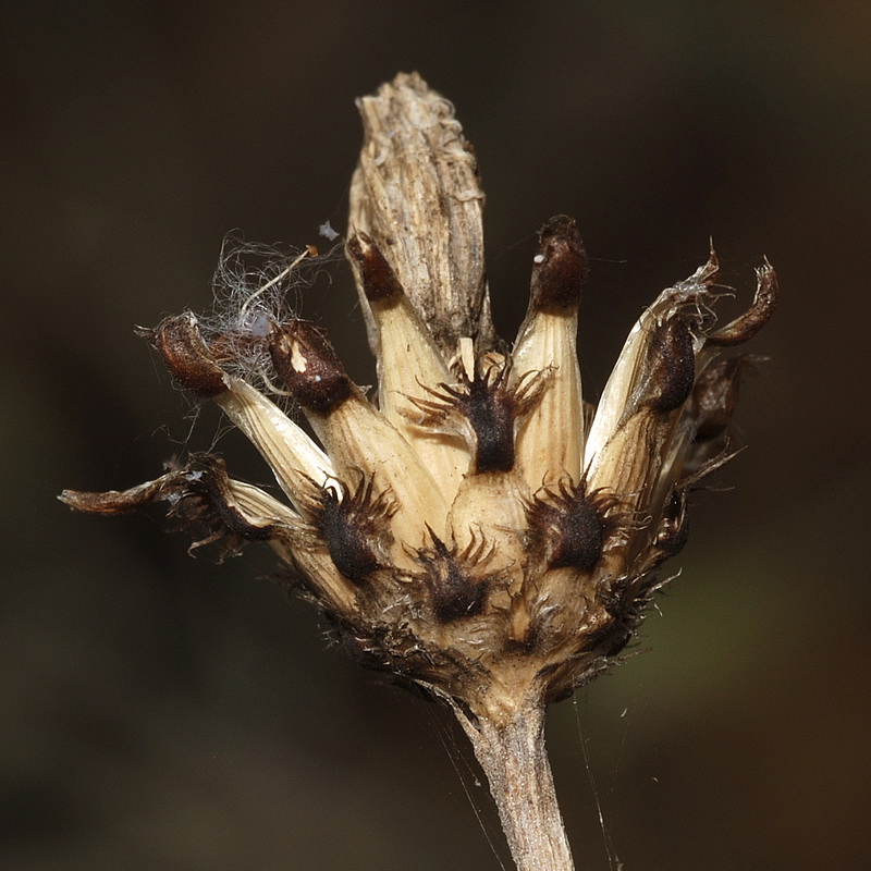 Centaurea carratracensis.20