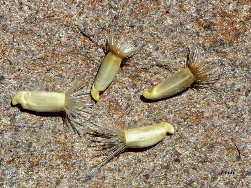 Centaurea carratracensis.22