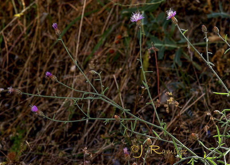 Centaurea castellanoides arundana.02