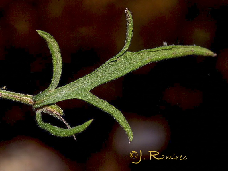Centaurea castellanoides arundana.03
