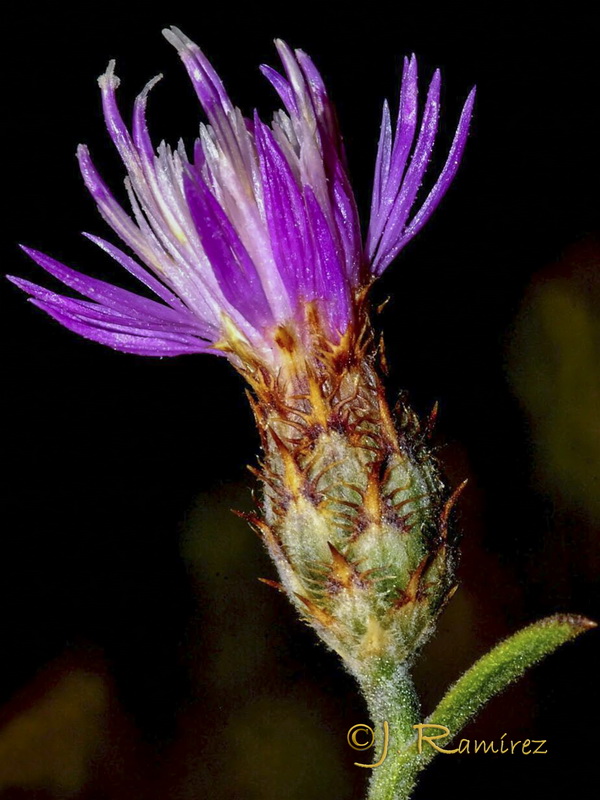 Centaurea castellanoides arundana.04