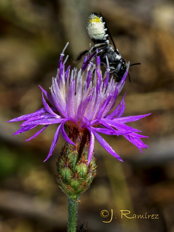 Centaurea castellanoides arundana.05