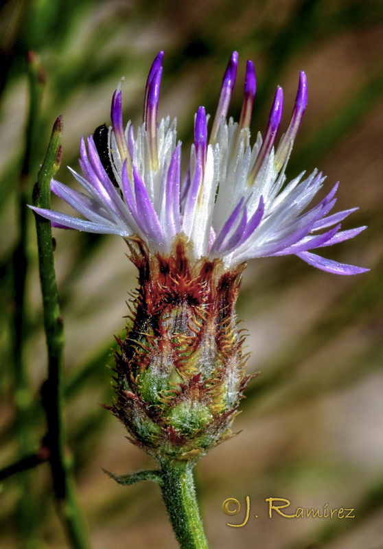 Centaurea castellanoides arundana.06