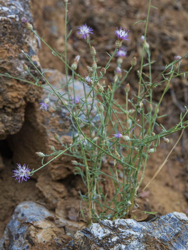 Centaurea castellanoides arundana.01