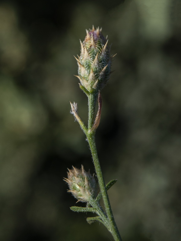 Centaurea castellanoides arundana.11