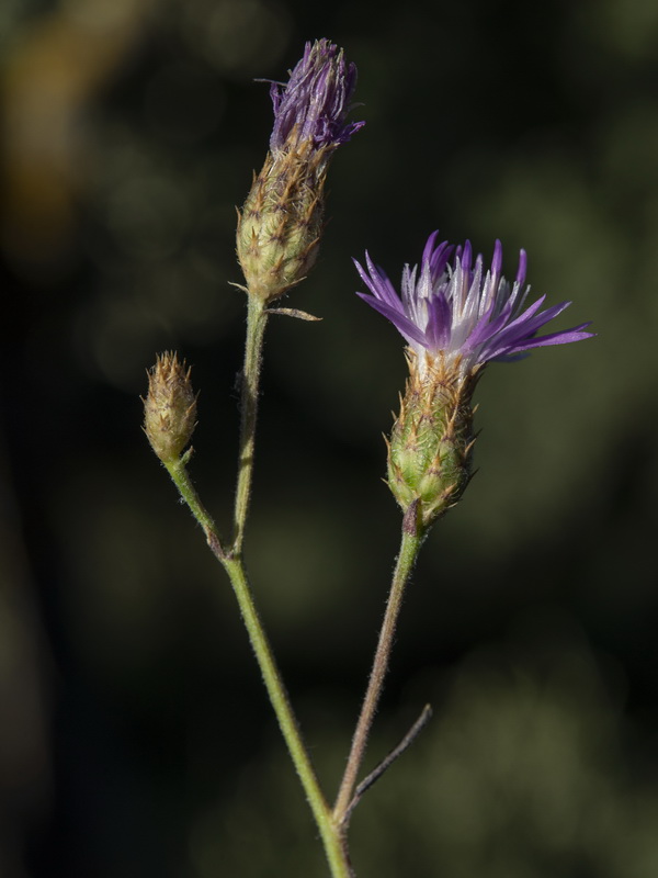 Centaurea castellanoides arundana.12