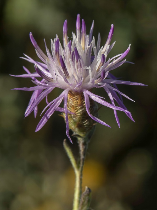 Centaurea castellanoides arundana.14