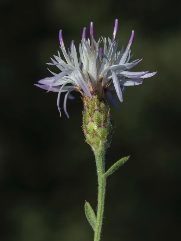 Centaurea castellanoides arundana.15