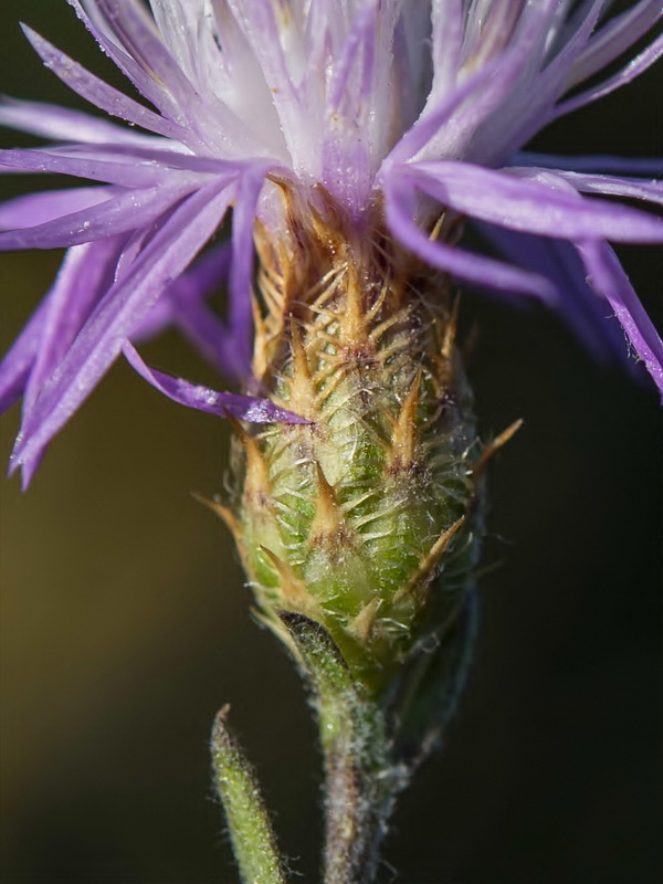 Centaurea castellanoides arundana.16