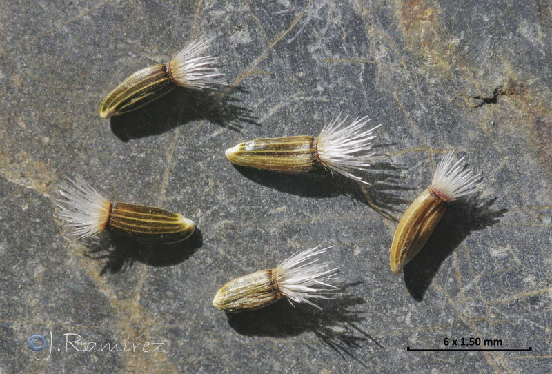 Centaurea castellanoides arundana.17