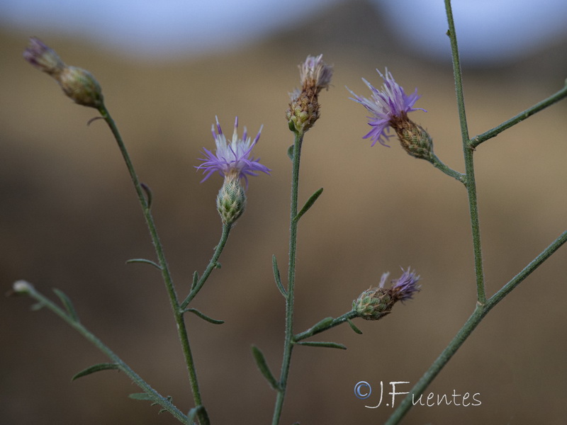 Centaurea castellanoides arundana.02