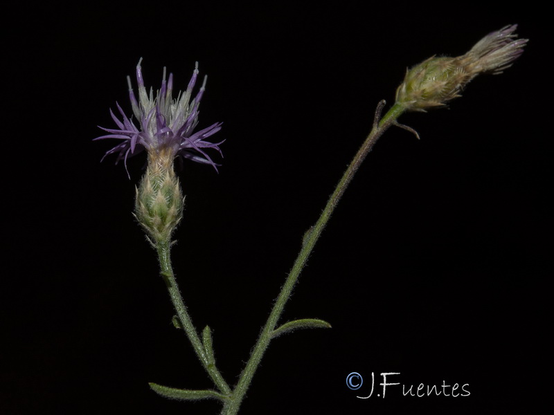 Centaurea castellanoides arundana.19