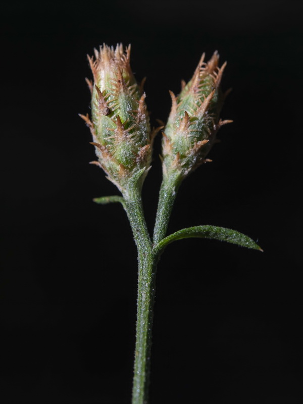 Centaurea castellanoides castellanoides.14