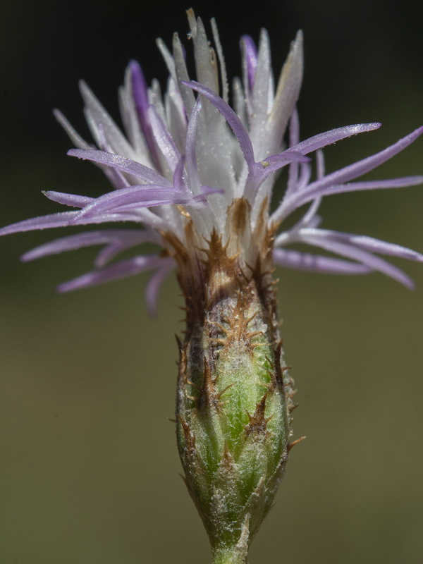 Centaurea castellanoides castellanoides.25