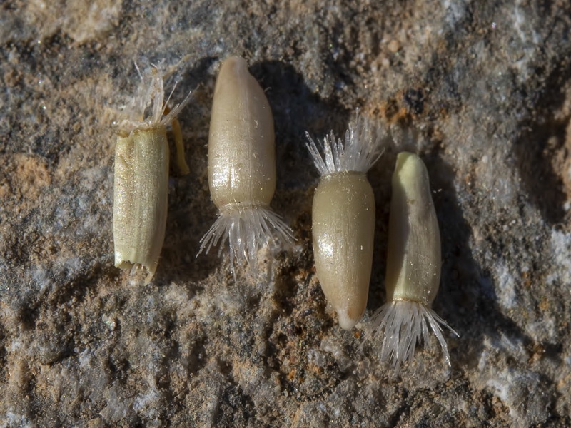 Centaurea castellanoides castellanoides.26