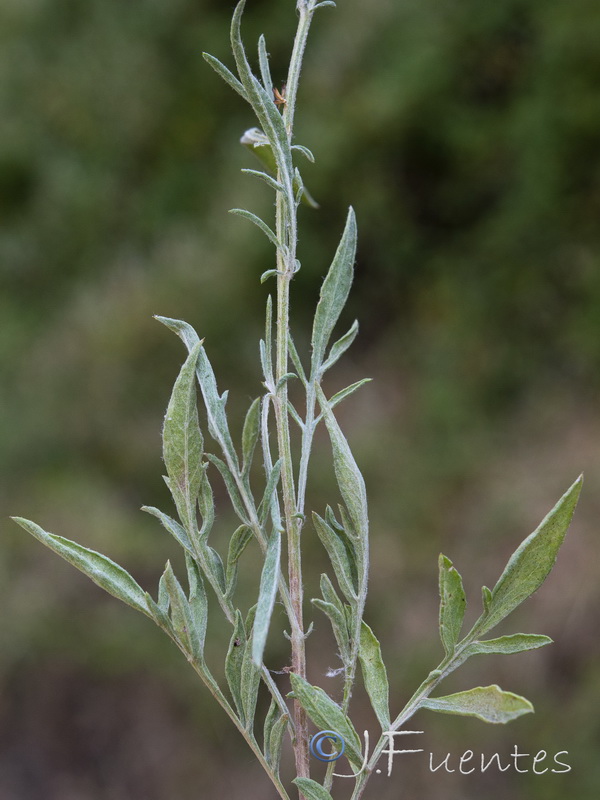 Centaurea castellanoides castellanoides.12