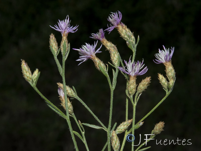 Centaurea castellanoides castellanoides.05