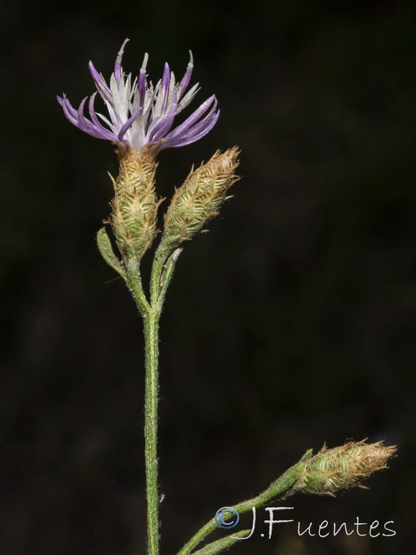 Centaurea castellanoides castellanoides.29