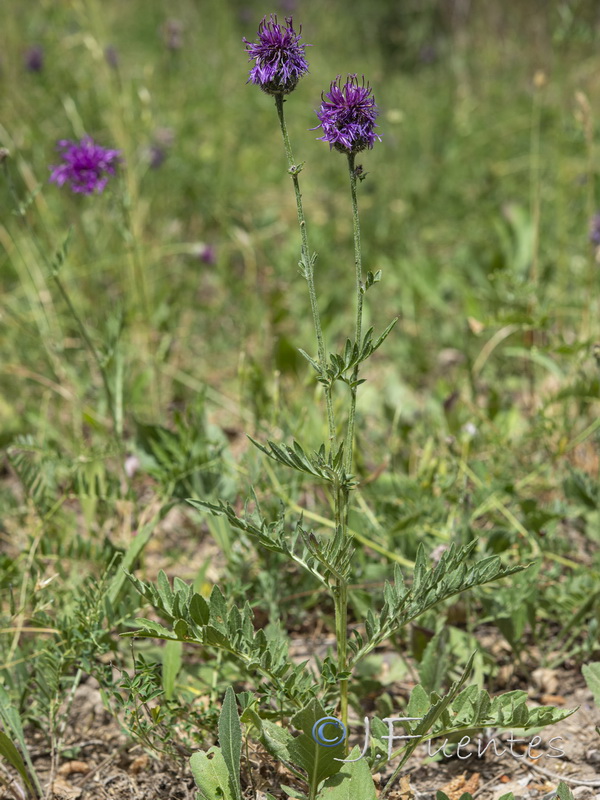 Centaurea cephalariifolia.02